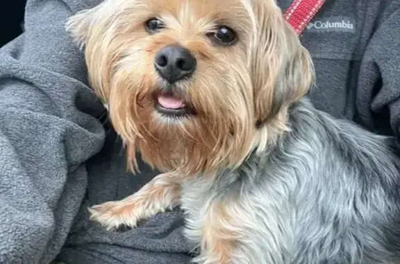 Found dog Douglasville, photo: Found: Small Male Dog in Douglasville