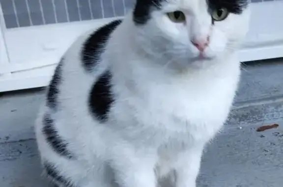 Chat perdu, Meylan, photo: Chat perdu à Meylan, blanc et noir