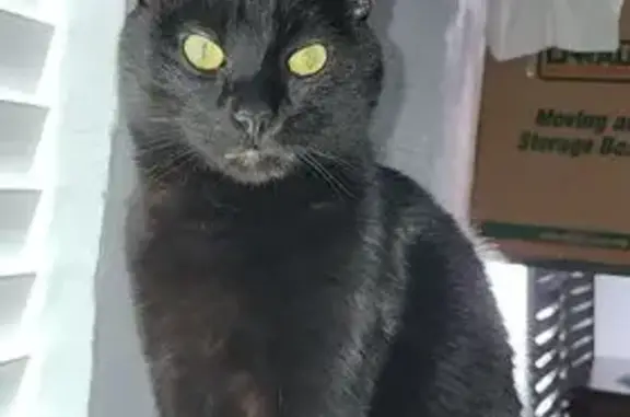 Missing Seizure Alert Cat in C...