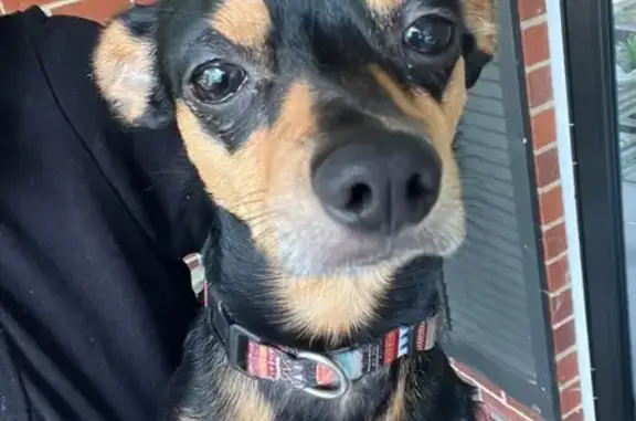 Lost and found pets Lanham, photo: Lost Dog: Timid 9lb Pup on Harland St