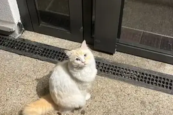 Titou, chat ragdoll perdu à Montreuil - photo