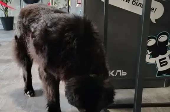 Знайдена дружня чорна собака б...