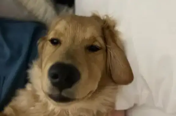 Missing dog Temperance, photo: Help Find Charlie: Lost Golden Retriever