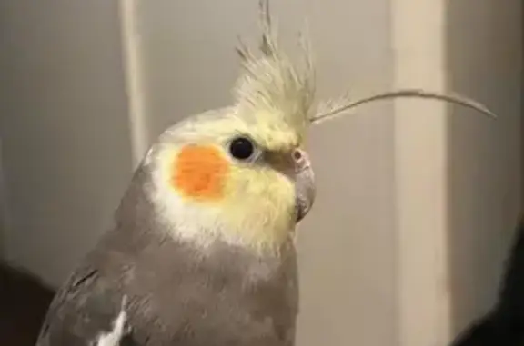 Lost and found pets San Jose, photo: Lost Bird: Grey & Yellow, San Jose 4034