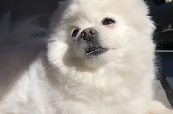 Собаки потеряшки, Кременчук, фото: Зникла біла шпиця: Соснівка-Кременчук