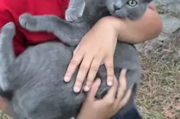 Lost: Sweet Gray Cat with Gold...