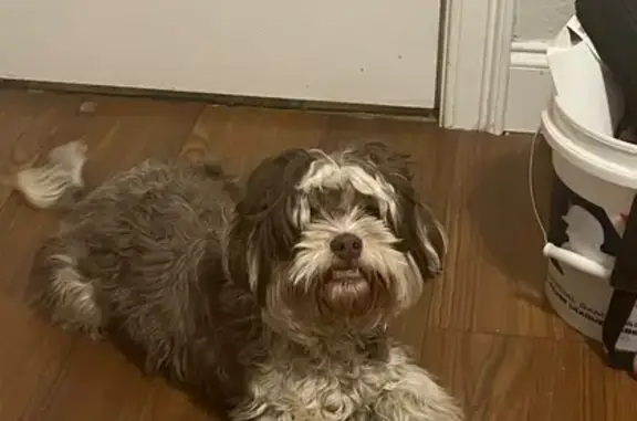 Lost and found pets Irving, photo: Found: Curly-Haired Dog on E. Vilbig St.