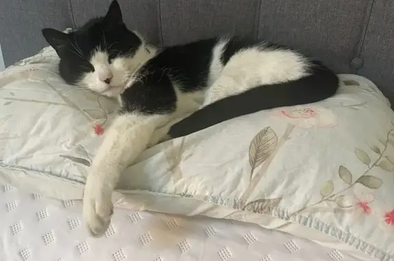 Lost pets Stonnington, photo: Help Find Charlie: Friendly Lost Cat
