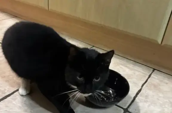 Found Tuxedo Cat: Radford - He...