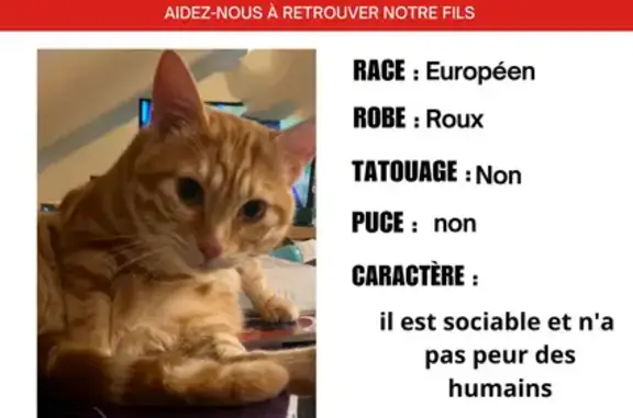 Chat perdu, Pau, photo: Chat roux 2 ans perdu, sociable, Pau