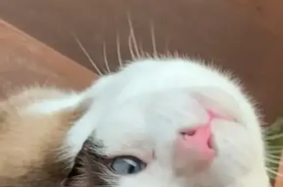 Missing cat Burwood, photo: Lost: Max, the Viral 'Crunchy Cat' Twin