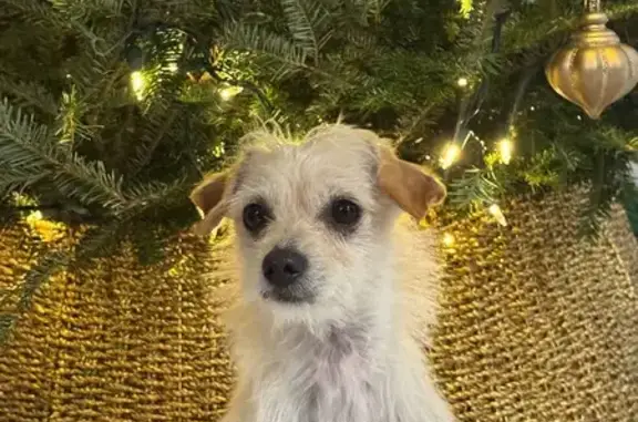 Lost Dog: Small with Dime Spots - Help!