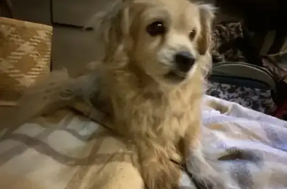 Animaux trouvés , photo: Chien beige trouvé à Créon-d'Armagnac