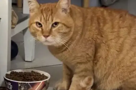 Animaux perdus Chevigny-Saint-Sauveur, photo: Chat roux tigré disparu à Chevigny