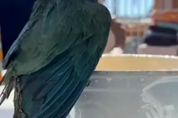 Lost Green Cheek Conure Tiki in Ryde