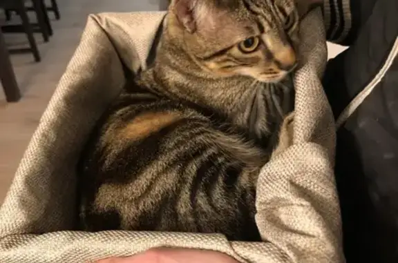 Animaux perdus , photo: Chat perdu, mâle 8 ans, Route de Sayrac