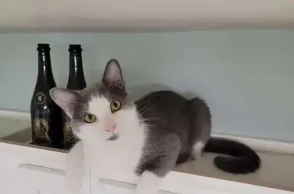 Lost: Large Gray & White Cat in Owensboro - photo