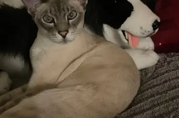 Lost Cat: Zero, Skittish Siamese in Glenorchy