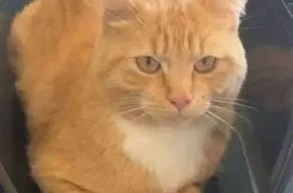 Chat roux mâle perdu à Bénouville - photo