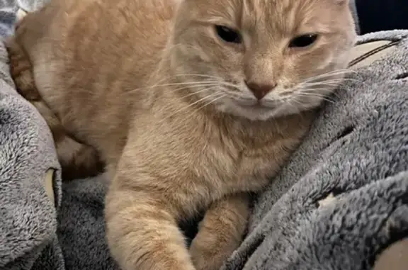 Animaux perdus Vagney, photo: Chat sable perdu, collier gris, Vagney