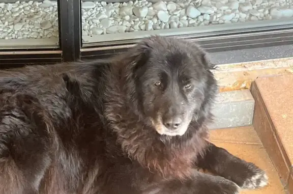 Пошук домашніх тварин в Україні, фото: Знайдена собака з ошийником на Польовій