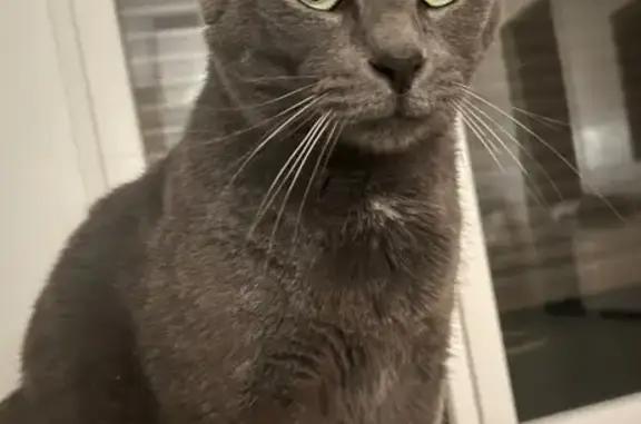 Chat gris Simba perdu à Paris - photo