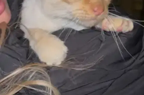 Animaux trouvés Piolenc, photo: Chat beige roux sociable trouvé à Piolenc