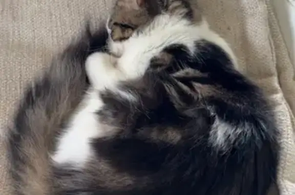 Animaux perdus Yzeure, photo: Maine Coon femelle perdue Rue Parmentier