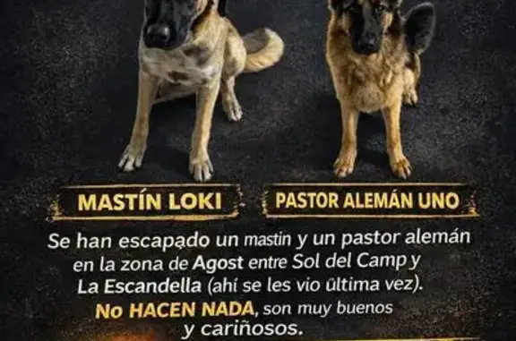 Perros Perdidos: Siempre Junto...