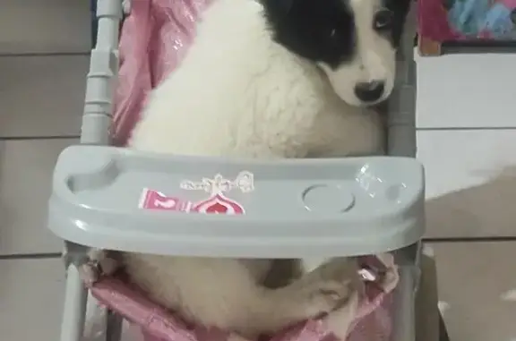 Cachorrita Perdida en Zapopan: Collar Rosa - photo