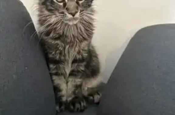 Chaton tigré 4 mois perdu à Marseille - photo