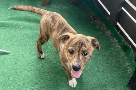 Found dog Arkansas City, photo: Found: Young Brindle Puppy in NLR, AR