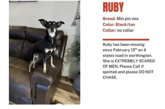 Missing dog , photo: Missing Dog: Black with Silver Streak