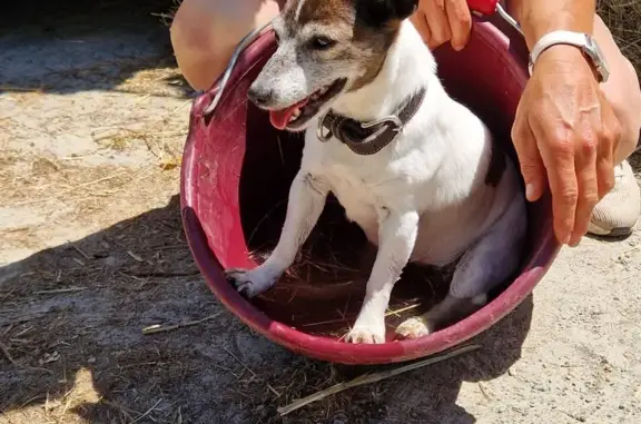 Chien perdu , photo : Chien âgé disparu à Roullet-Saint-Estèphe