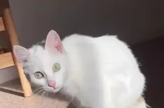 Chat perdu: Blanche, tache noire, cicatrice. - photo