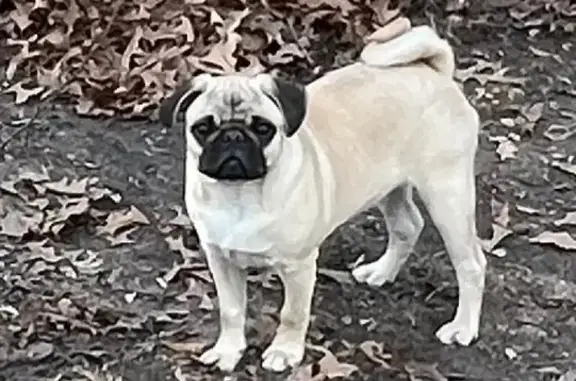 Missing: Sweet Pug with Unique Lip Scar
