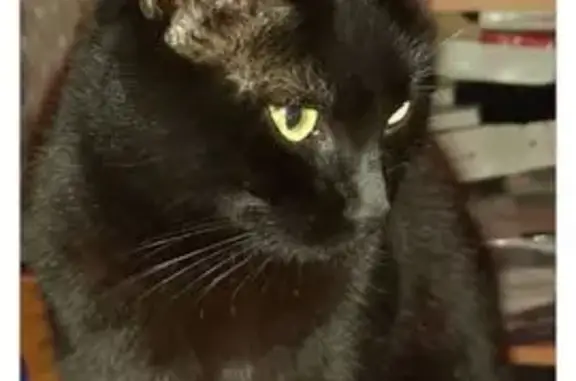 Chatte noire disparue à Muizon - photo