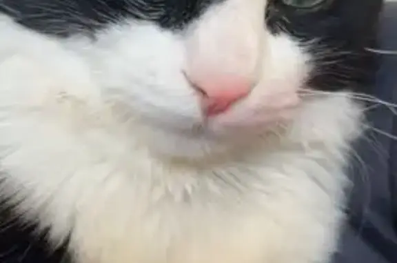 Animaux perdus Thionville, photo: Chat noir et blanc perdu à Thionville