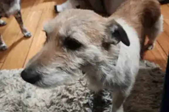 Lost Wire Hair Terrier: Jay, OK
