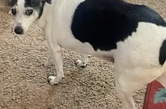 Blind Dog Missing: Black/White, No Tail - photo