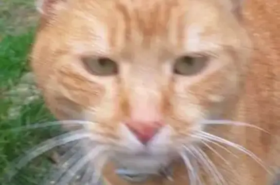 Chat trouvé Fontenay-en-Parisis, photo: Chat trouvé : jeune, collier rouge, sociable