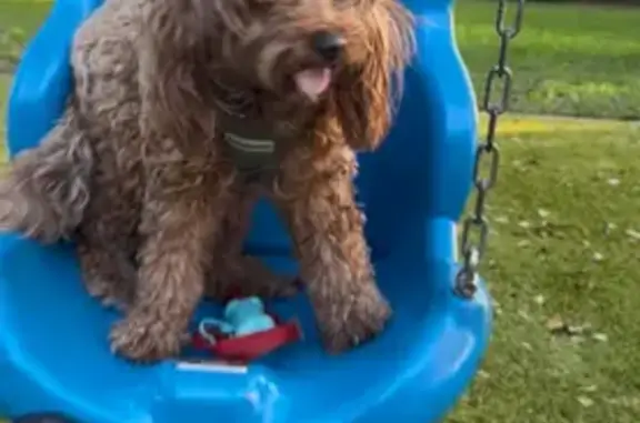 Lost Dog: Mocha, Brown & White, Tampa - photo