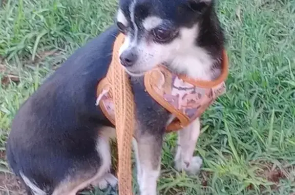 Perro Perdido: Blanco y Negro...