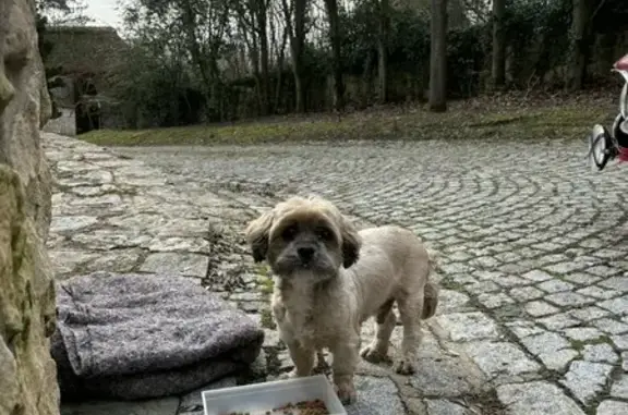 Animaux trouvés Alizay, photo: Chien retrouvé Rue du Bosc, Alizay