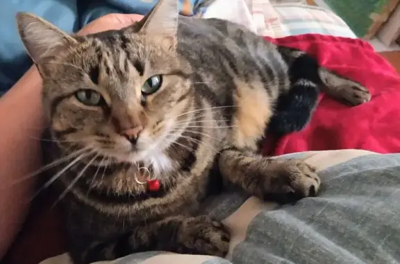 Lost Grey Tabby: Webb Rd, Milt...