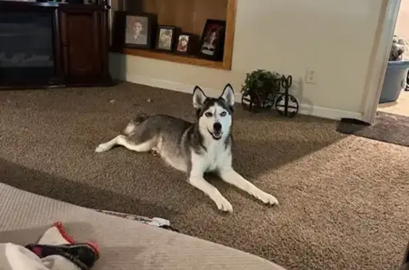 Lost Husky: Black & White, Phenix City