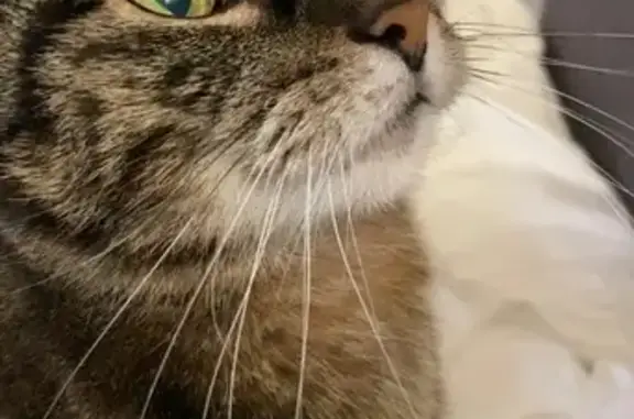 Pepette, chat tigré gris perdu à Chessy - photo