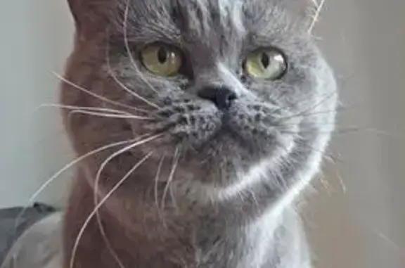 Chat disparu à Royan, pucée et stérilisée - photo