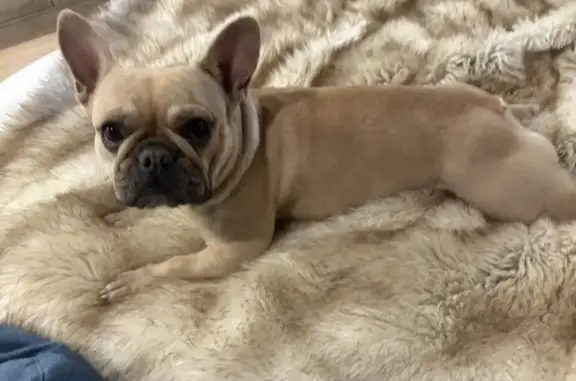 Lost Tan Dog on Trigg Rd - Help Find Her! - photo