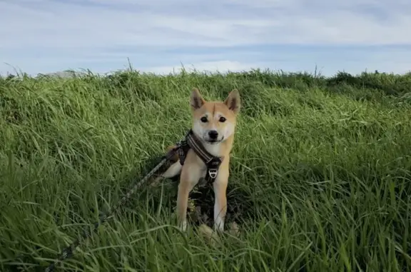Chien perdu Lapeyrouse-Fossat, photo : Shiba Inu perdue à Lapeyrouse-Fossat